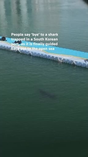 Vertical Video - People say 'bye' to a shark trapped in a South Korean port, as it is finally guided back out to the open sea