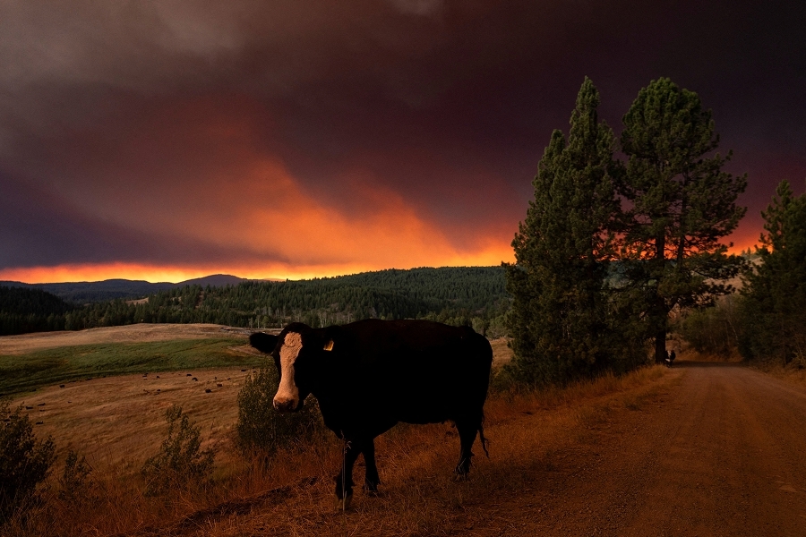 Cow in field