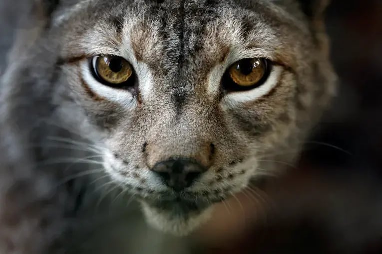 reuters-agency-global-news-content-spain-animals