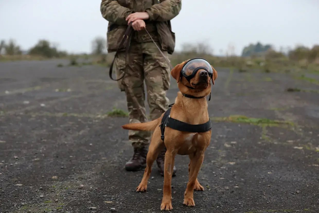 reuters-global-news-agency-content-britain-defence-dogs-1240px