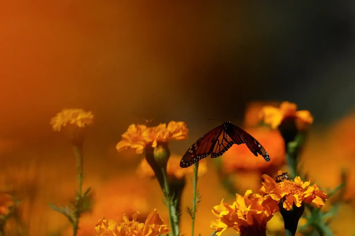 reuters-global-news-agency-content-mexico-dayofthedead-flowers-1240px