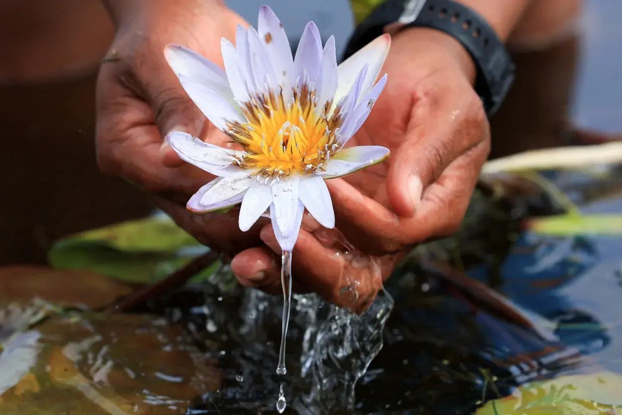 reuters-global-news-agency-content-safrica-environment-lily-1240px