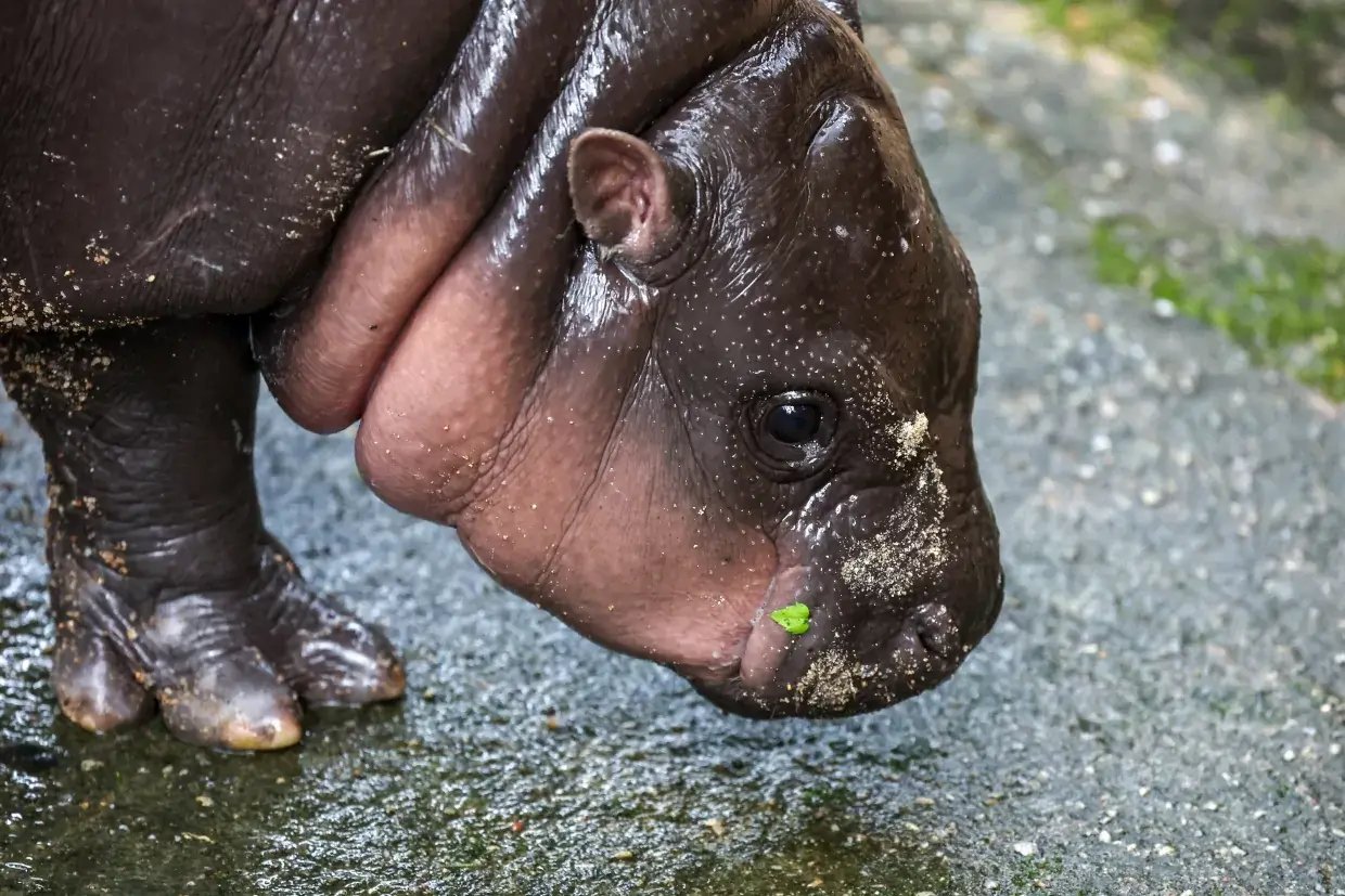 reuters-global-news-agency-content-thailand-hippo-1240px
