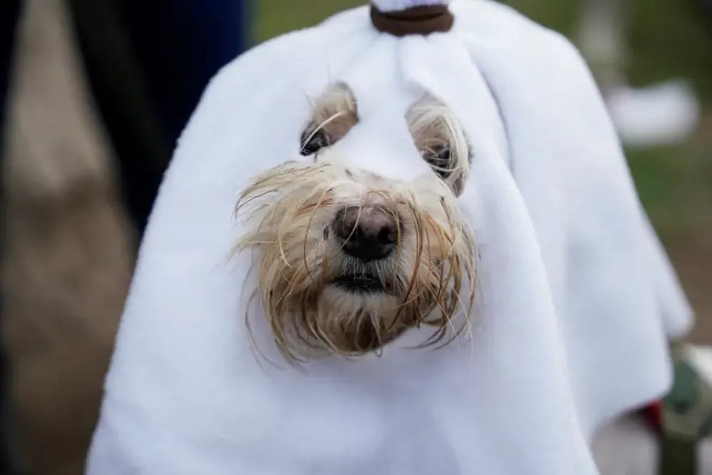 reuters-global-news-agency-content-halloween-day-dogs-1000px