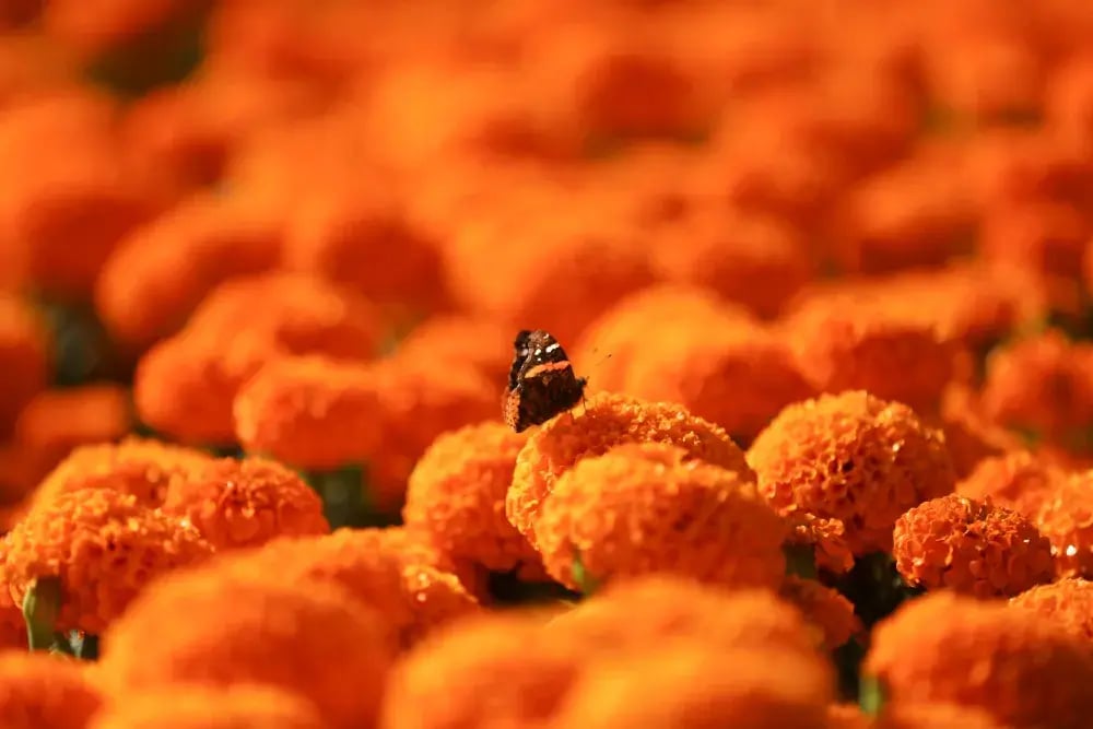reuters-global-news-agency-content-mexico-dayofthedead-1000px