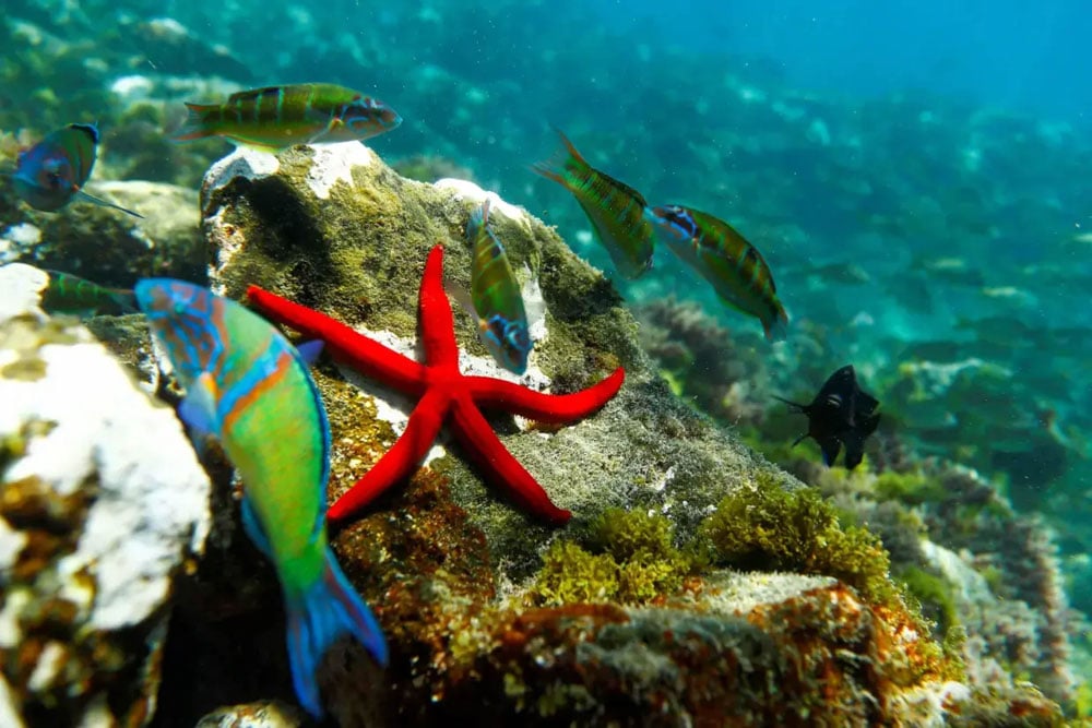 reuters-agency-global-news-content-starfish-spain-dailylife