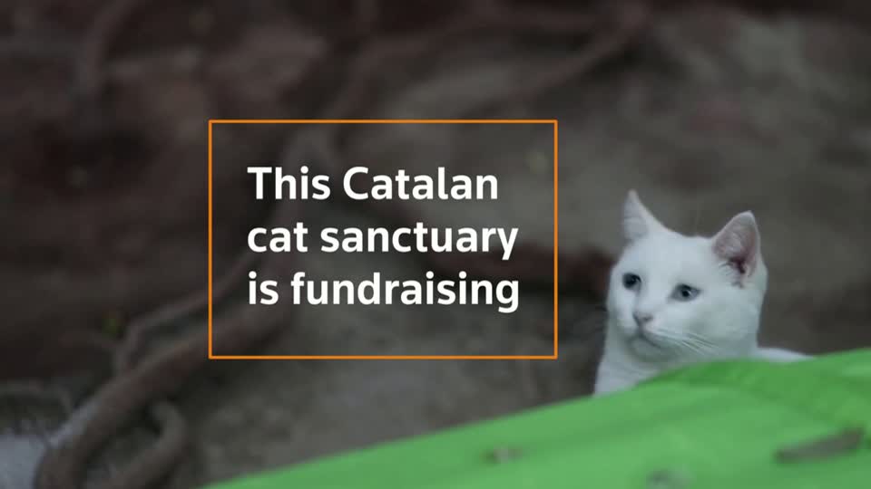 Cat sanctuary offers online matches