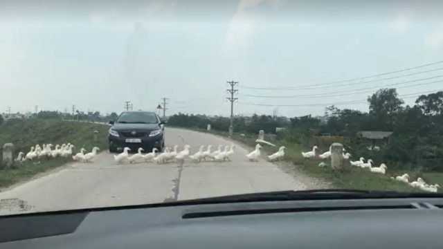 Ducks hold up traffic to cross road in Vietnam