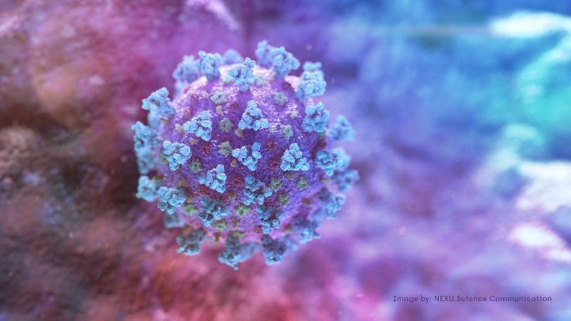 A computer image created by Nexu Science Communication together with Trinity College in Dublin, shows a model structurally representative of a betacoronavirus which is the type of virus linked to COVID-19, better known as the coronavirus linked to the Wuhan outbreak, shared with Reuters on February 18, 2020. NEXU Science Communication/via REUTERS
