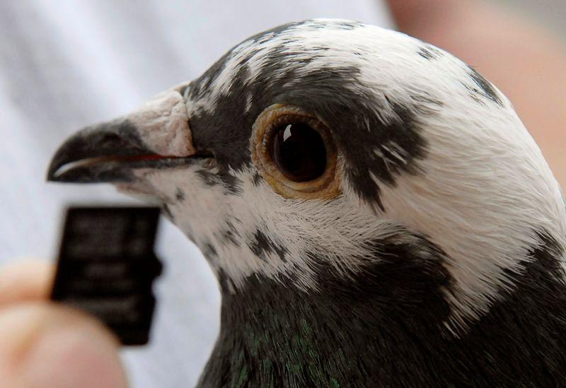 Winston, an 11-month-old carrier pigeon, is seen beside a memory card in Durban, September 9, 2009. A South African information technology company on Wednesday proved it was faster for them to transmit data with Winston the pigeon than to send it using Telkom, the country's leading internet service provider. Internet speed and connectivity in Africa's largest economy are poor because of a bandwidth shortage. It is also expensive. Picture taken September 9, 2009. REUTERS/Rogan Ward