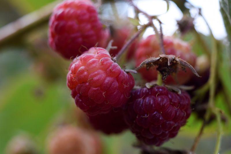 Raspberries are pictured during a harvest season at a local farm near Chillan, Chile March 13, 2020. Picture taken March 13, 2020. REUTERS/Jose Luis Saavedra