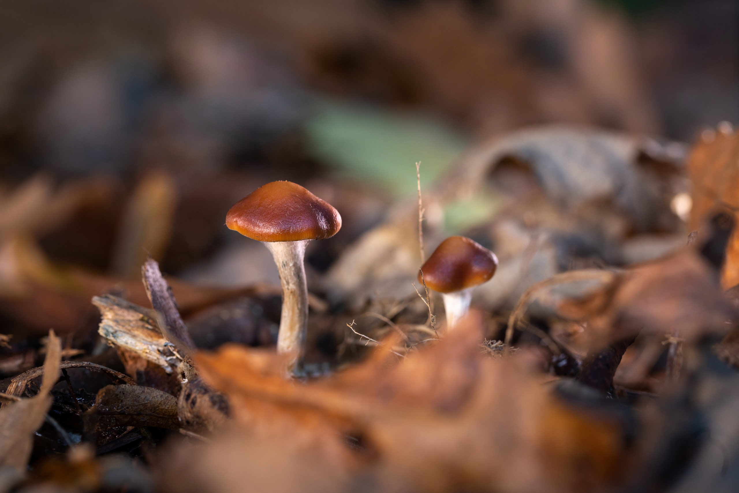 Magic mushroom compound at least as good as antidepressant in UK study