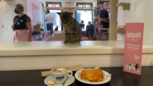 At a Rio cafe, cats and coffee combine for a cause