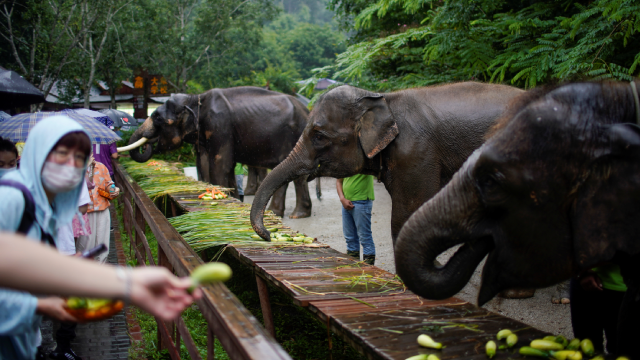 China’s wild elephants seek room to roam as habitats shrink