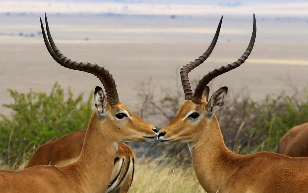 Antelopes are seen at the Maasai Mara National Reserve in Narok County