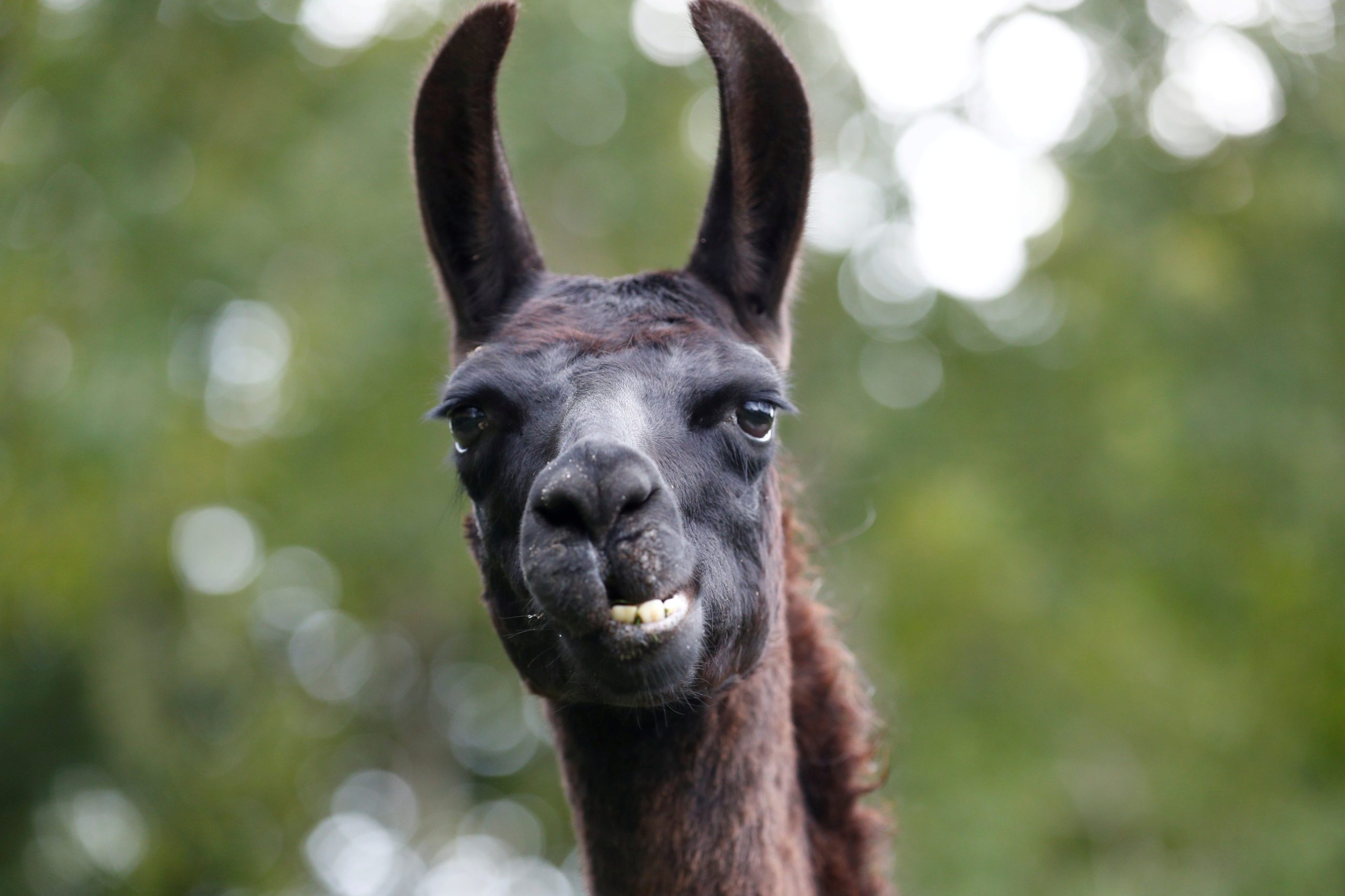 A llama called Winter, whose antibodies were used in the hunt for a treatment for COVID-19