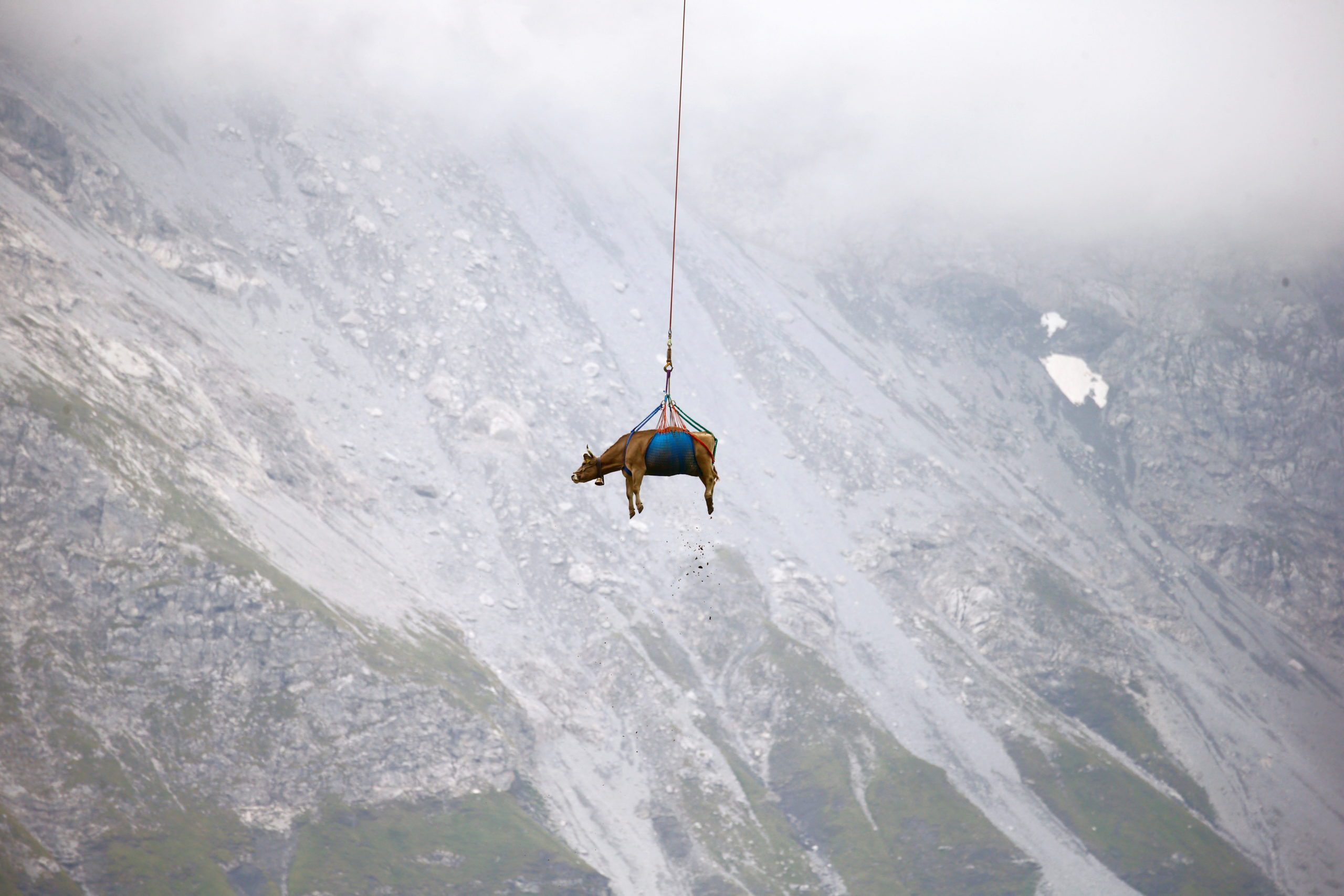 Cows are transported by helicopter near the Klausenpass