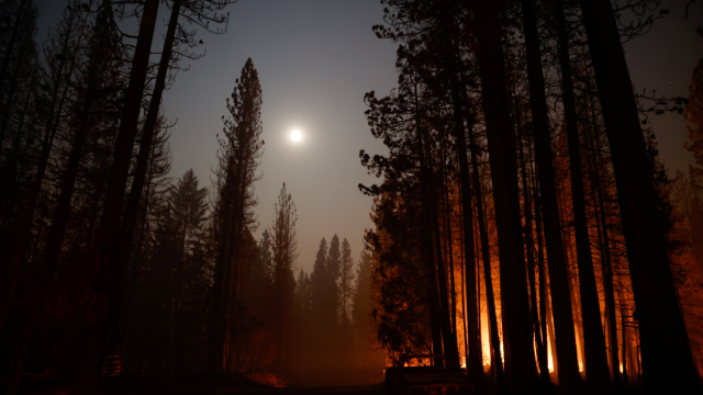 Aftermath of Caldor Fire in Grizzly Flats, California