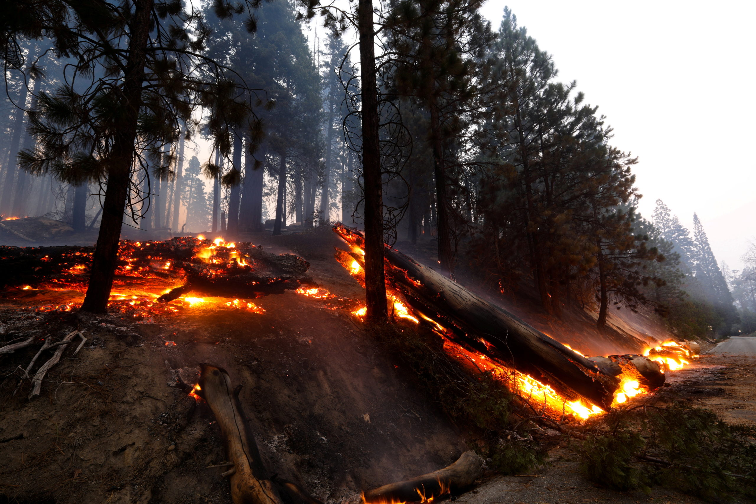 Windy Fire threatens California sequoias