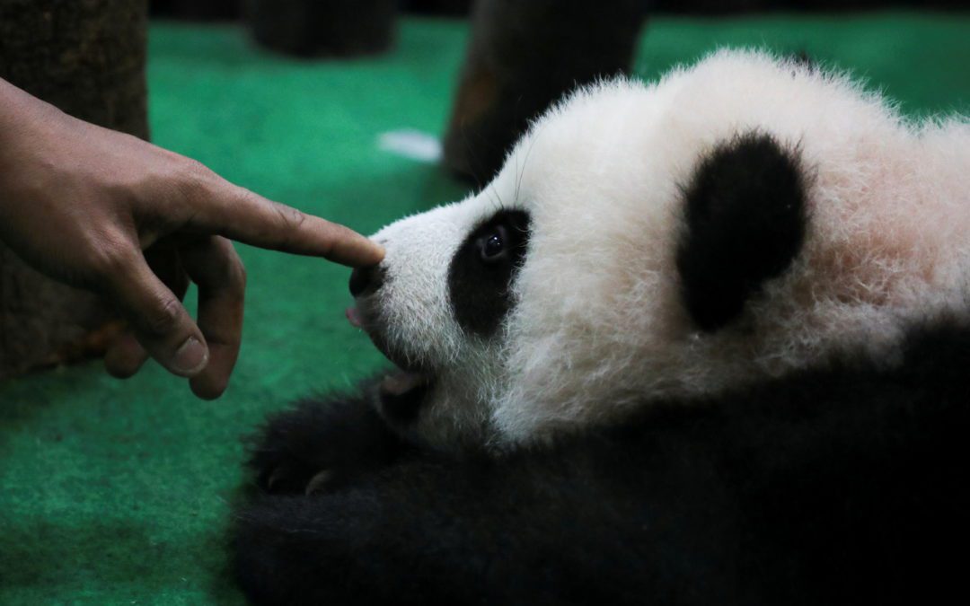 Giant panda cub born to Liang Liang and Xing Xing is put on display in Kuala Lumpur