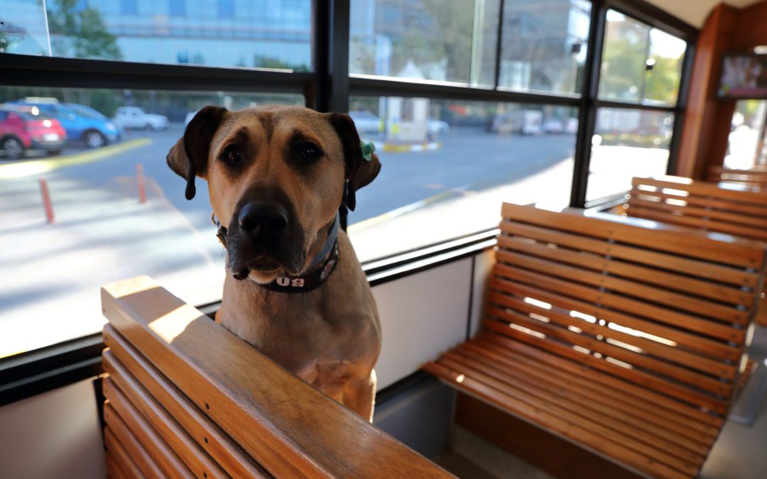 Wandering dog is Istanbul commuters’ best friend