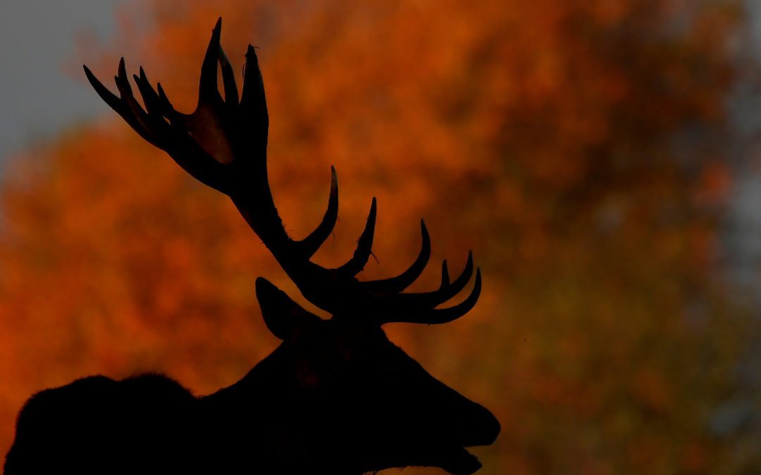 A silhouette of deer is seen during the rutting season in Richmond Park