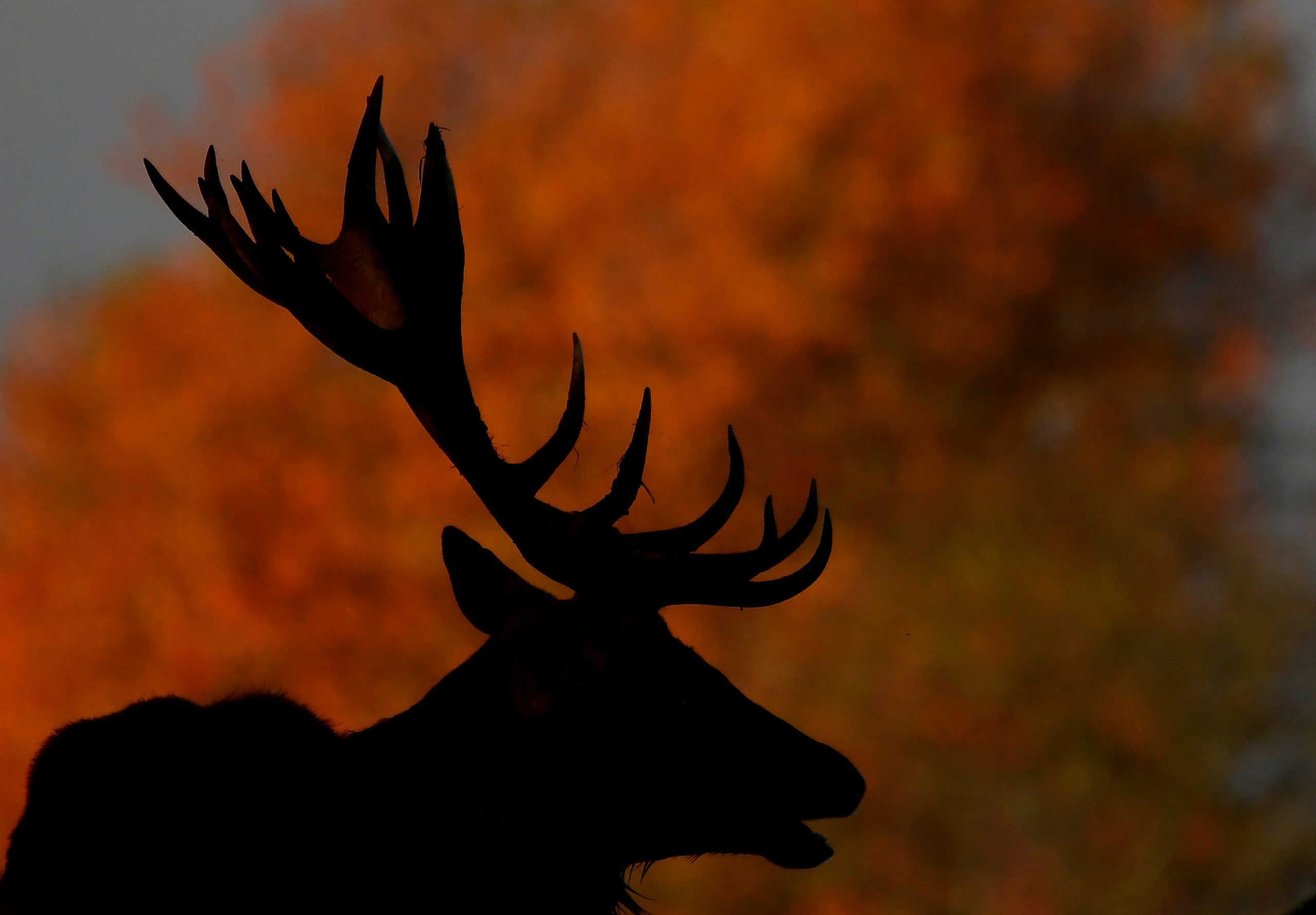 A silhouette of deer is seen during the rutting season in Richmond Park