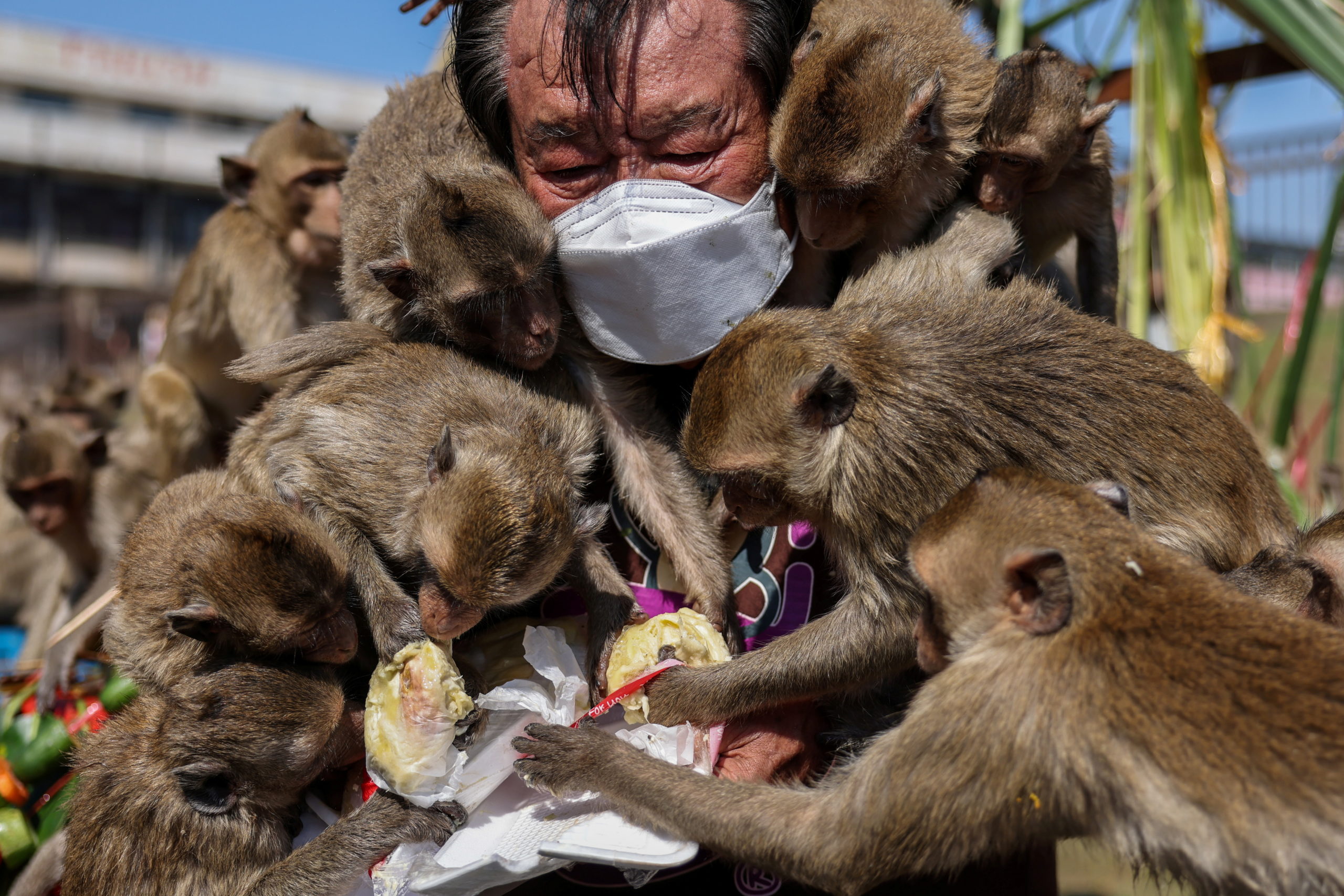 Annual Monkey Festival resumes in Thailand’s Lopburi province