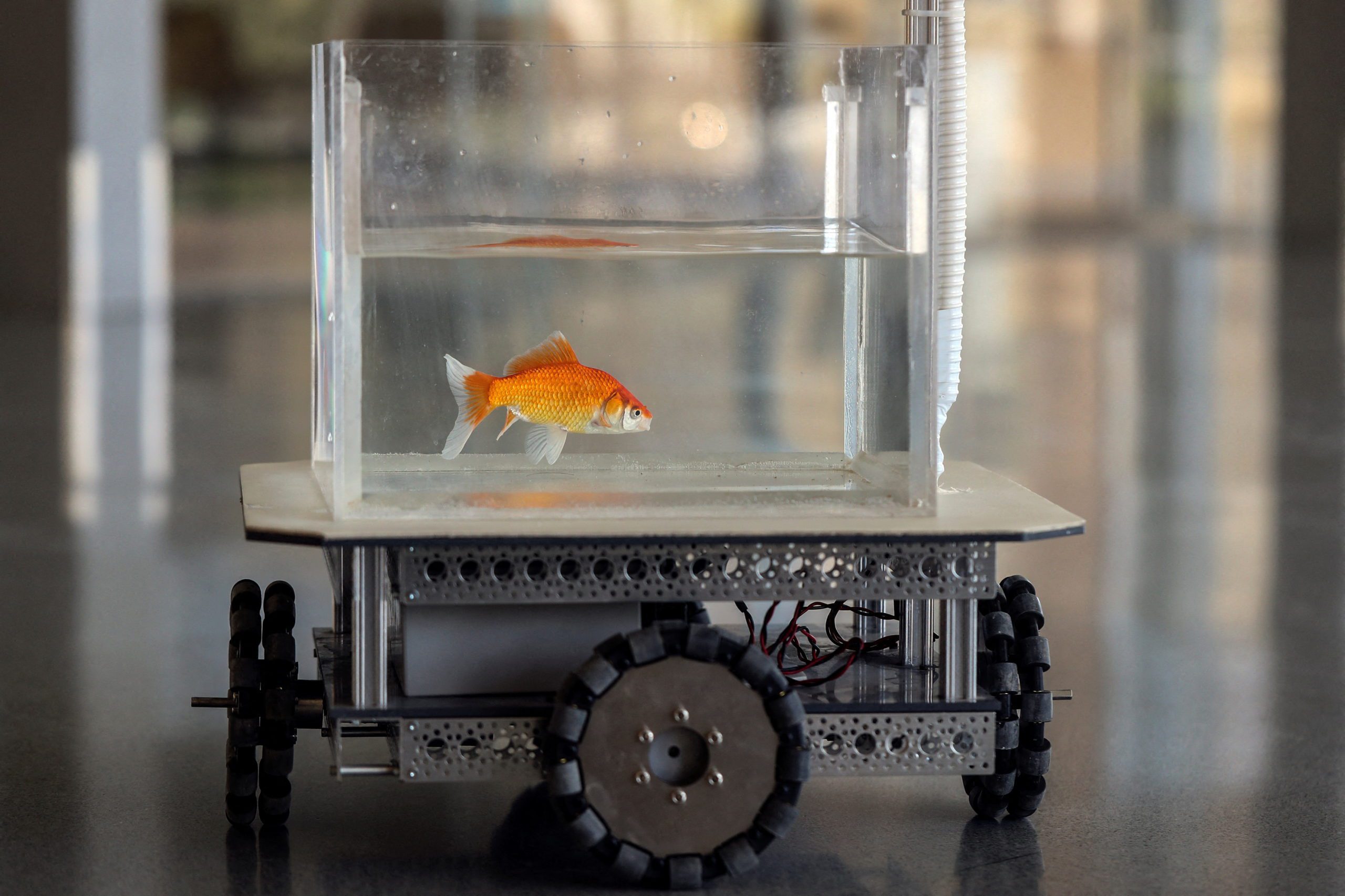 Like a fish out of water? Israeli team trains goldfish to drive