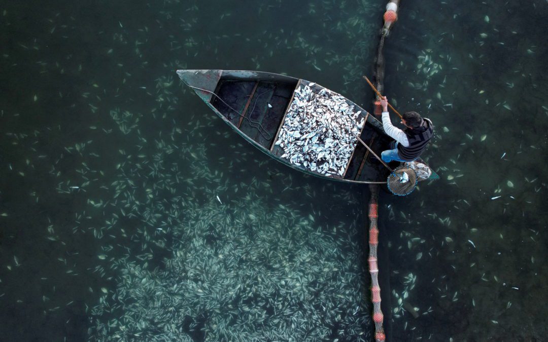 Fish farm cultivator Ioannis Ouzounoglou collects fish that died from low temperatures