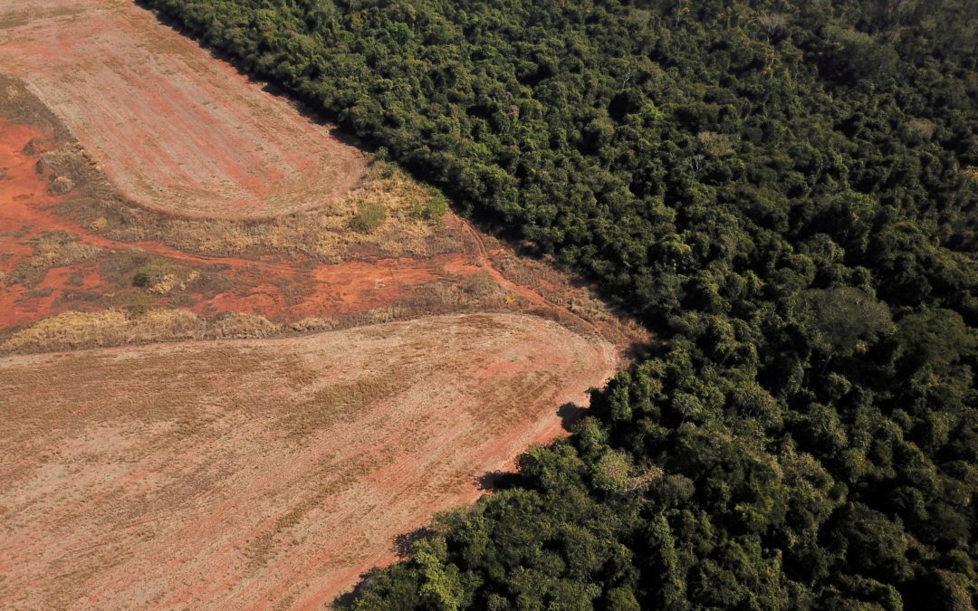 ONU e doadores pedem mais financiamento de países do G20 para proteção da natureza