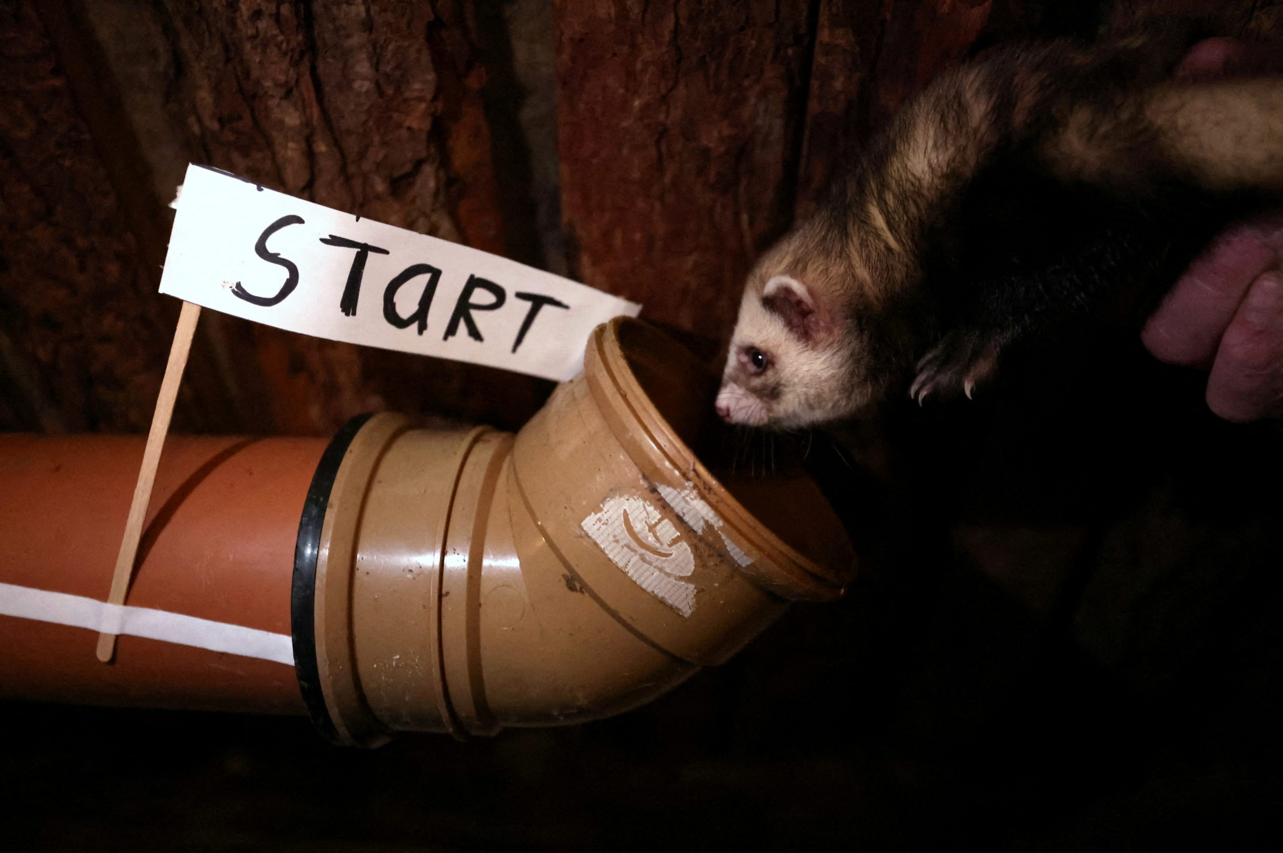 Ferret Racing Championship at the Craven Arms and Cruck Barn in Appletreewick