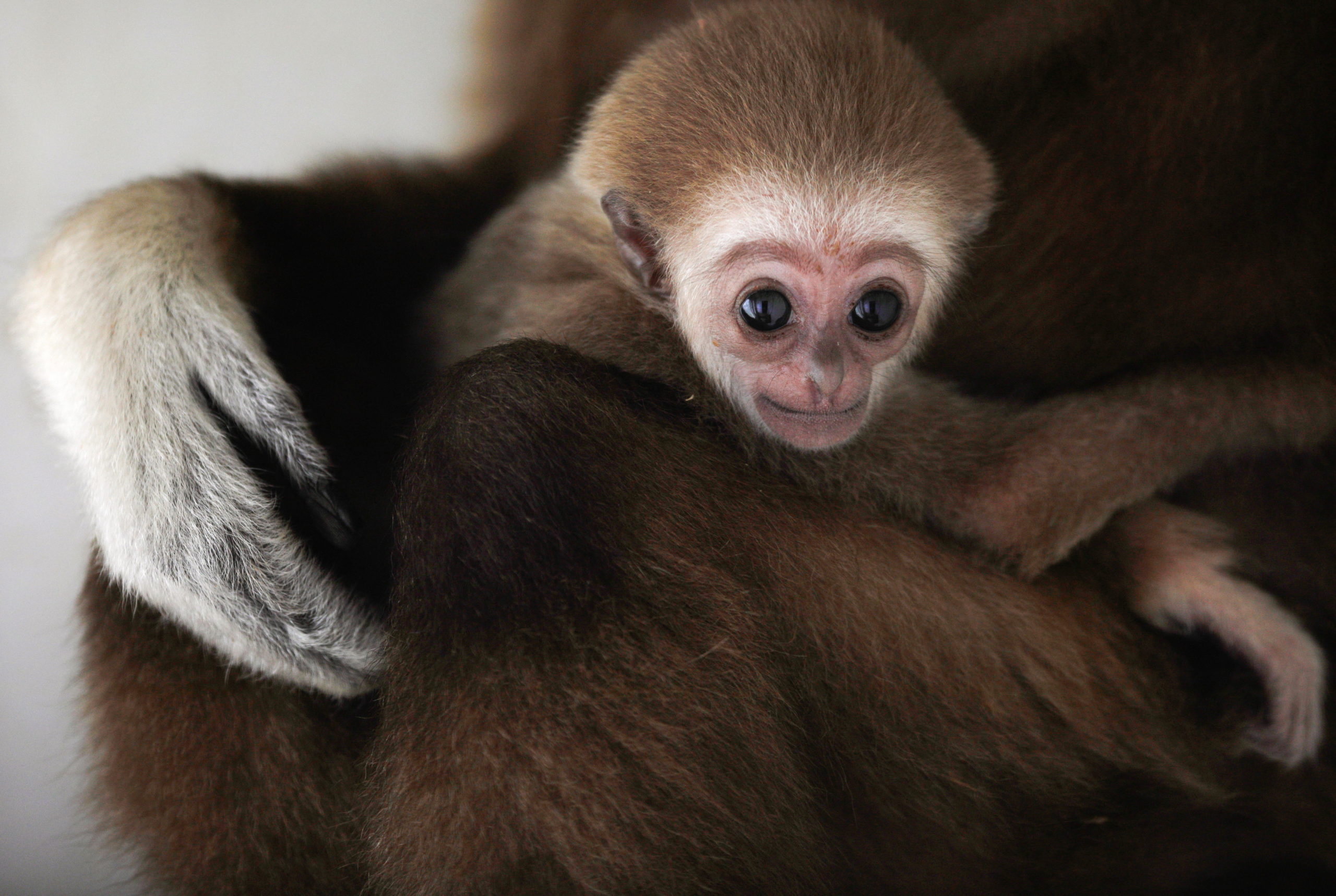 White-handed gibbon infant born at the Skopje Zoo is seen with his mother