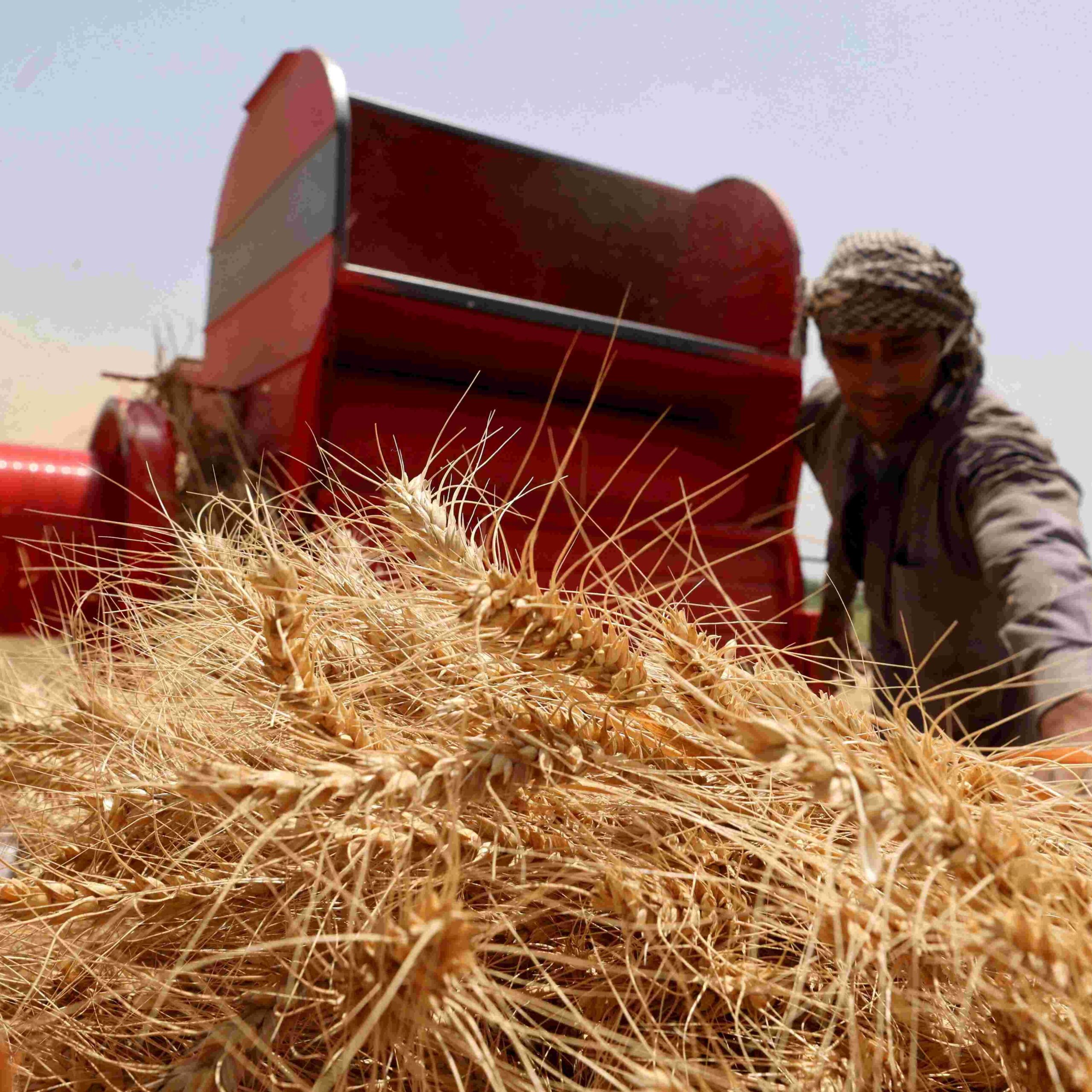 weekly_10.19.23_1EGYPT-AGRICULTURE