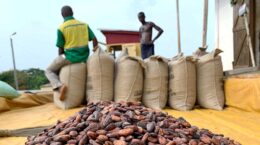 Traders face $1 bln loss on faltering Ghana cocoa supply 